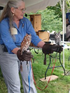 Screech Owls