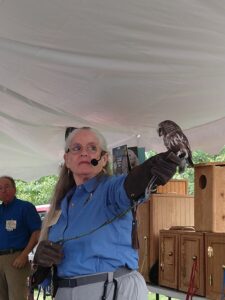 Saw-Whet Owl