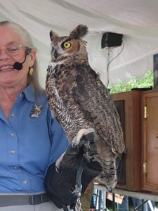 Great Horned Owl