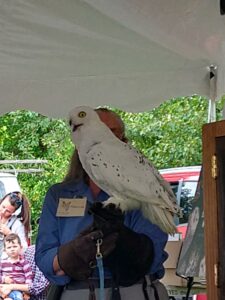 Snowy Owl