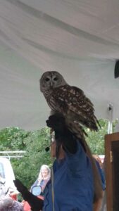 Barred Owl